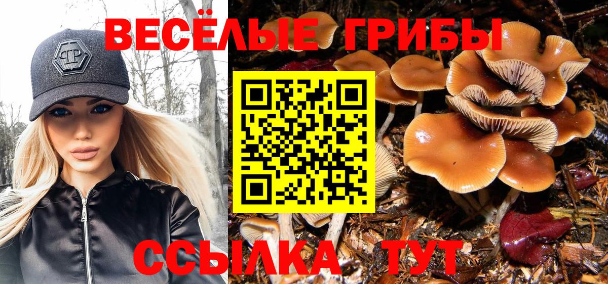 Псилоцибиновые грибы Psilocybe  Вход с VPN  Сибай 